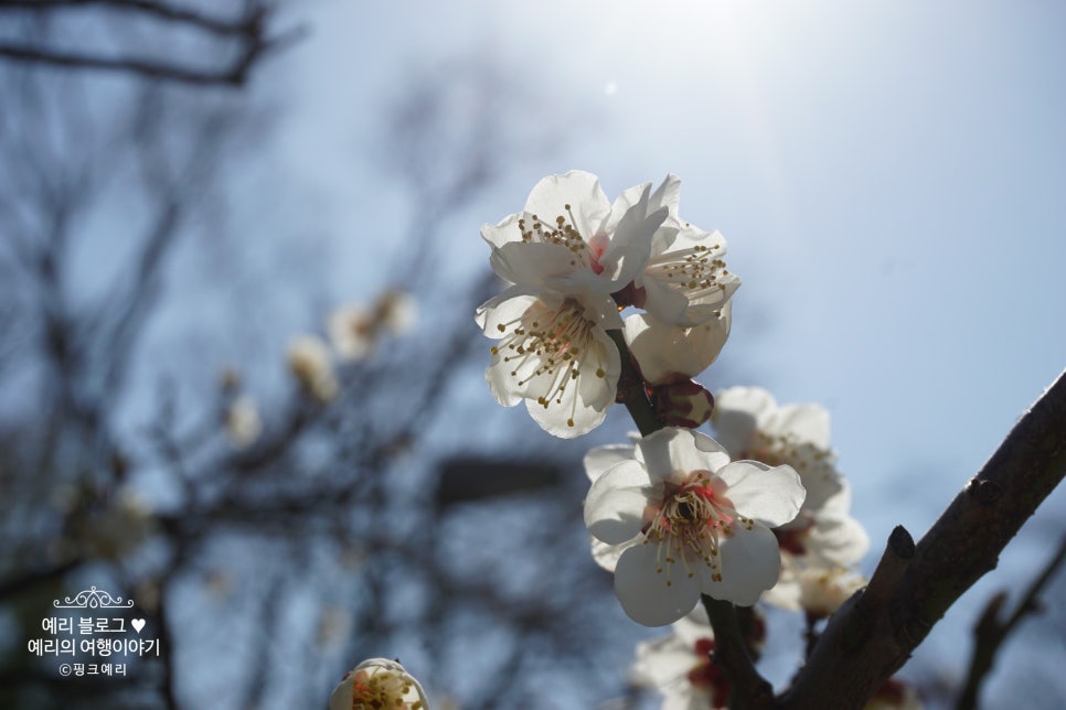 오사카벚꽃여행 3월에 떠나는 벚꽃축제 일본 호텔 항공권 특가