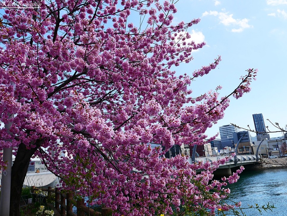 오사카 도쿄 벚꽃 후쿠오카 여행 일본 벚꽃 개화시기 2024