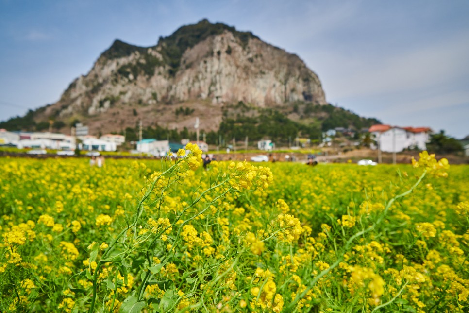 산방산유채꽃주소 및 근처 식사장소 색달식당