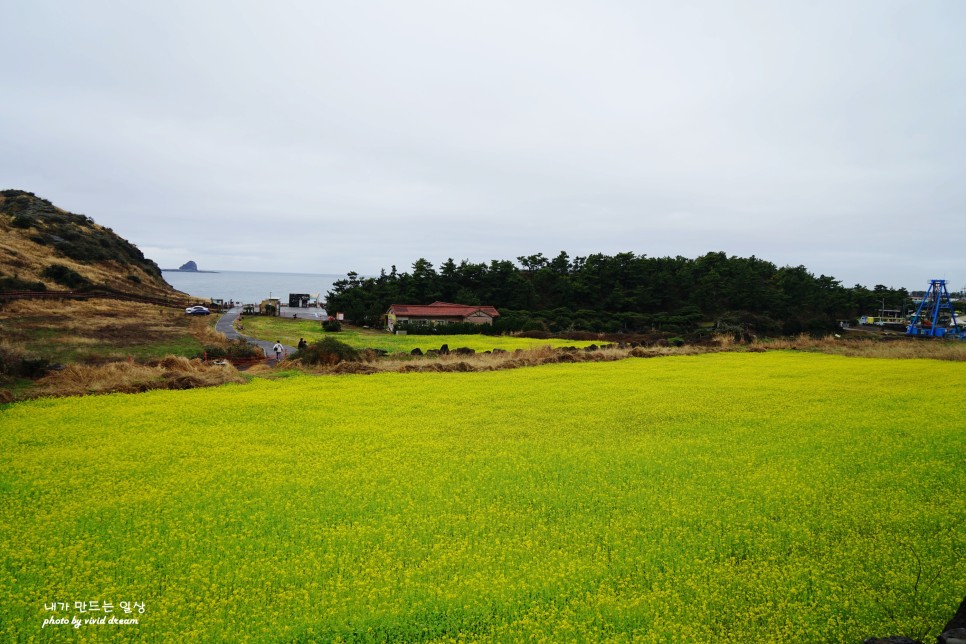 제주도 유채꽃 명소 산방산 가볼만한곳 제주 소색채본 카페 유채꽃밭 뷰