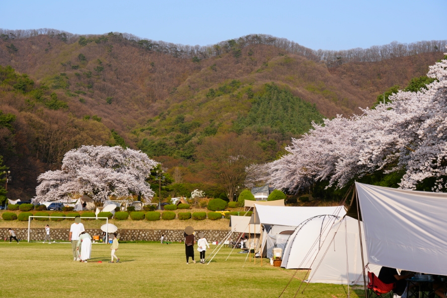 전국 벚꽃 캠핑장 추천과 개화시기