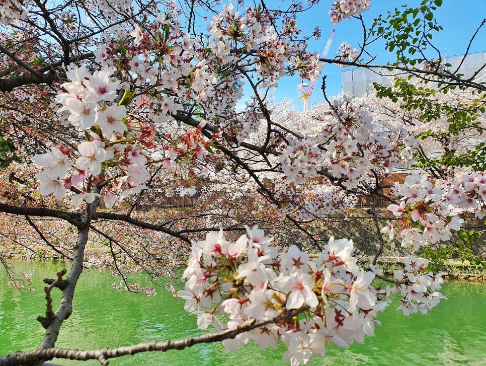 일본 벚꽃 개화시기 벚꽃축제 라이트업 벚꽃 놀이 명소 정보 오사카 교토 여행