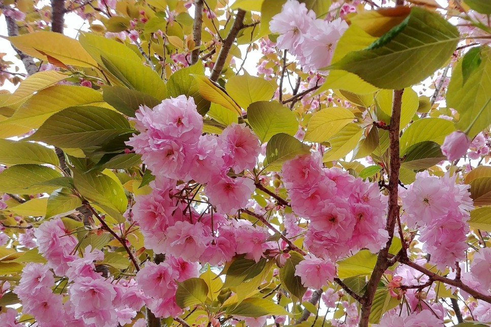 일본 벚꽃 개화시기 벚꽃축제 라이트업 벚꽃 놀이 명소 정보 오사카 교토 여행