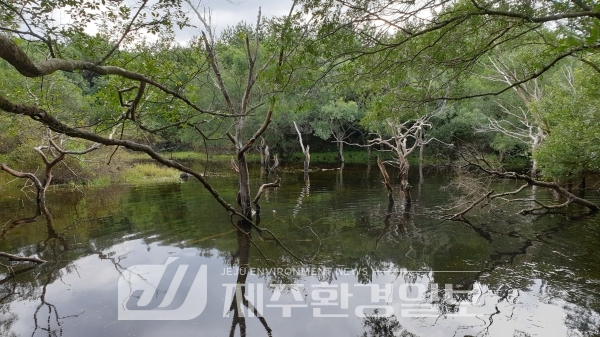 독특한 생태적 지위 곶자왈..제주도, 곶자왈 보전 사유지 매입 발빠른 움직임