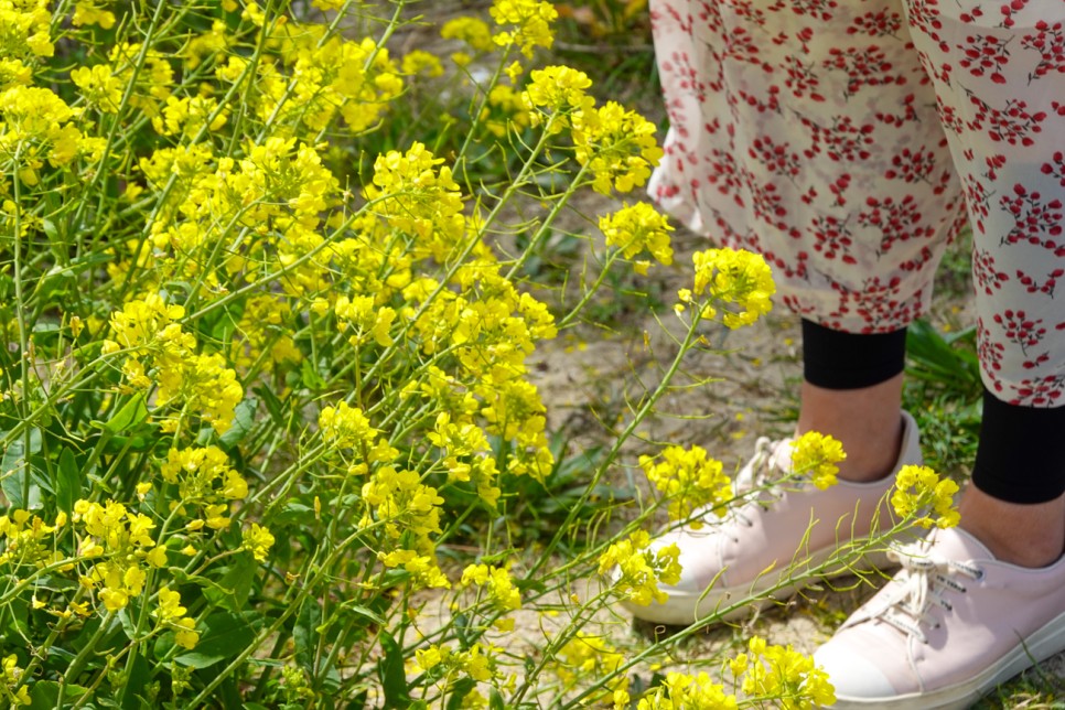 제주 유채꽃 명소 조랑말체험공원 휴애리 할인 애월 한담해안산책로 유채꽃밭