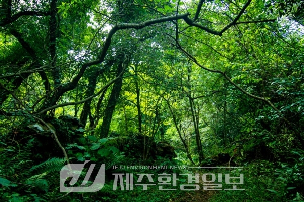 환경부, 3월 이달의 생태관광지로 제주 ‘저지곶자왈과 저지오름’ 첫 선정