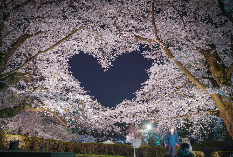 JR 동일본 패스 타고 일본 3대 벚꽃 명소 아오모리 히로사키 공원