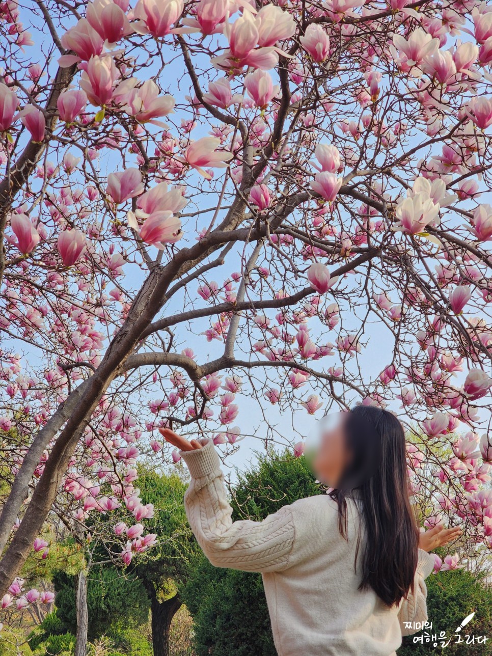 충남 천안 벚꽃 봄꽃 개화시기 겹벚꽃 명소 각원사 천호지 화수목정원
