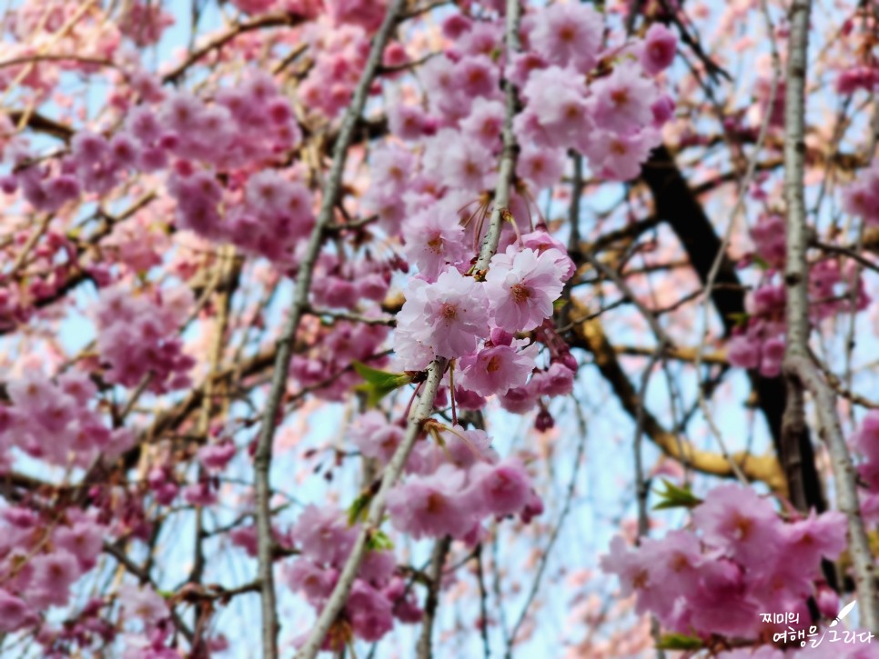 충남 천안 벚꽃 봄꽃 개화시기 겹벚꽃 명소 각원사 천호지 화수목정원