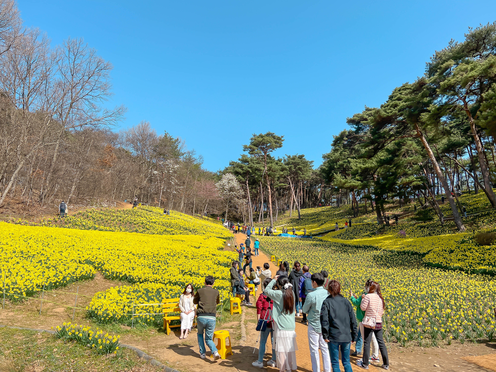 서산 가볼만한곳  서산 유기방가옥 수선화 축제 3월 여행지 추천