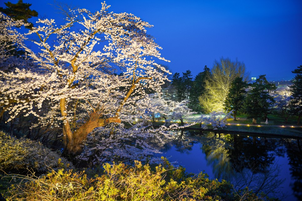 JR 동일본 패스 타고 일본 3대 벚꽃 명소 아오모리 히로사키 공원