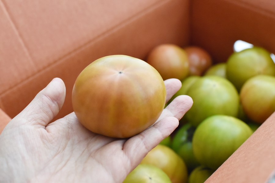 대저 짭짤이 토마토 맛있는 프러스트 첫 구입 성공