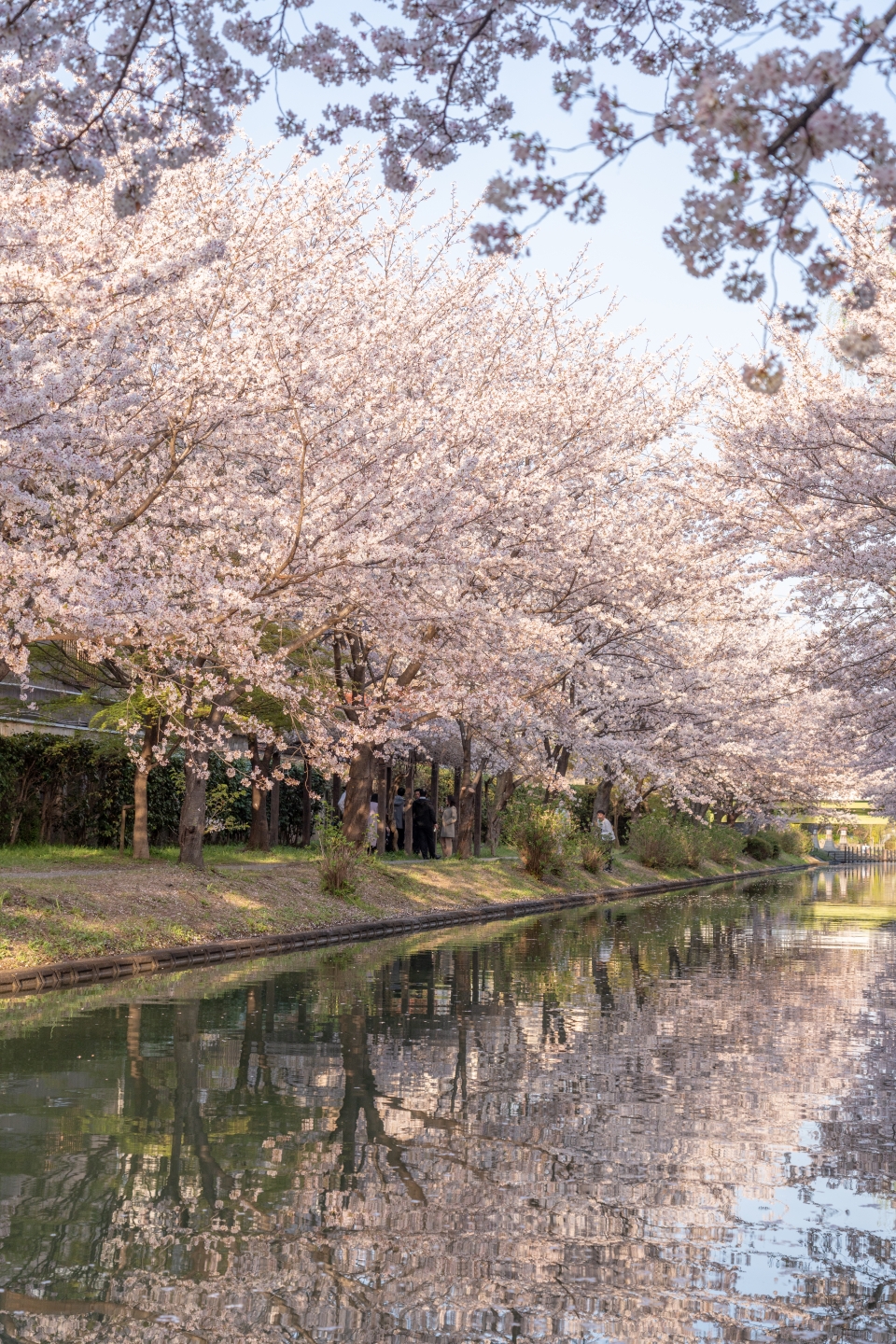일본 벚꽃 명소 후시미 짓코쿠부네 총정리 : 교토 여행 가볼만한곳