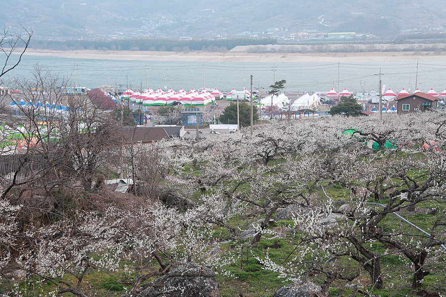 전남 광양 매화축제 주차장 광양 매화 마을 실시간 개화시기 봄꽃축제 매화 명소