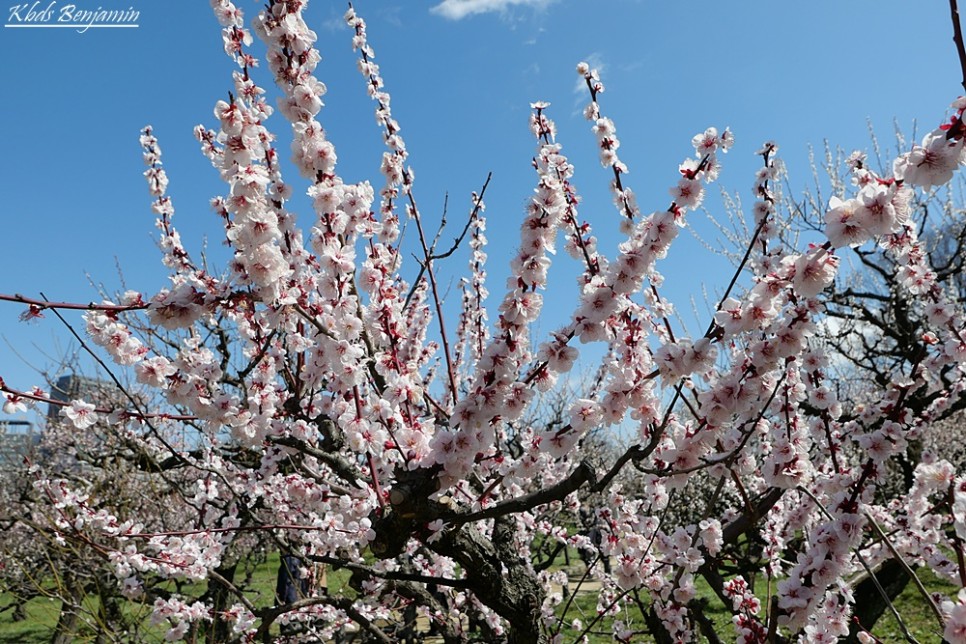일본 오사카 여행 스시 아키니쿠 현지인 맛집 오사카 날씨 3월 4월 벚꽃 개화시기