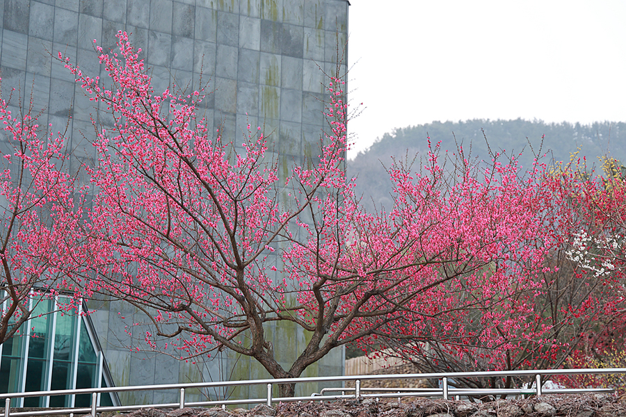 전남 광양 매화축제 주차장 광양 매화 마을 실시간 개화시기 봄꽃축제 매화 명소