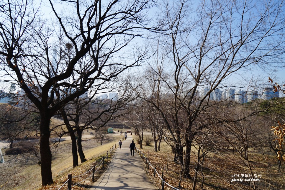 올림픽공원 나홀로나무 찾아 서울 나들이