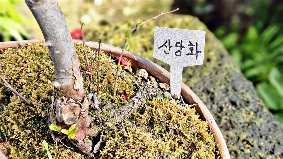수원 근교 나들이 서울근교 꽃구경 화성 우리꽃 식물원 봄데이트!