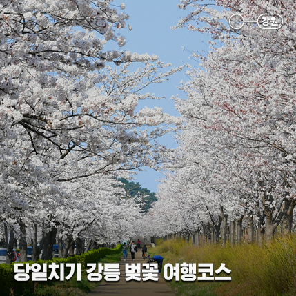서울에서 강릉까지 KTX 당일치기! 동해바다 벚꽃 여행 코스