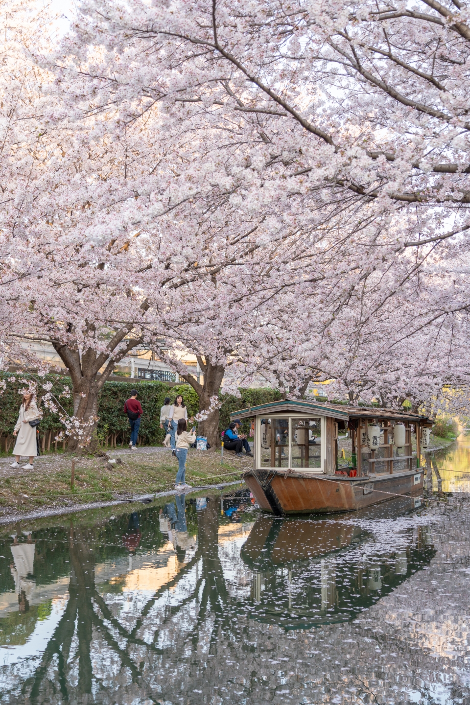 일본 벚꽃 명소 후시미 짓코쿠부네 총정리 : 교토 여행 가볼만한곳