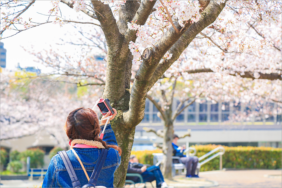 일본 오사카 벚꽃 명소 만개시기 산책로 일본여행 준비물