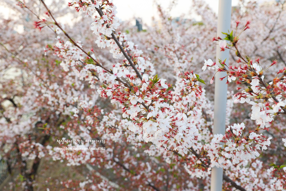 오사카 벚꽃 개화시기 일본 벚꽃 명소 오사카성