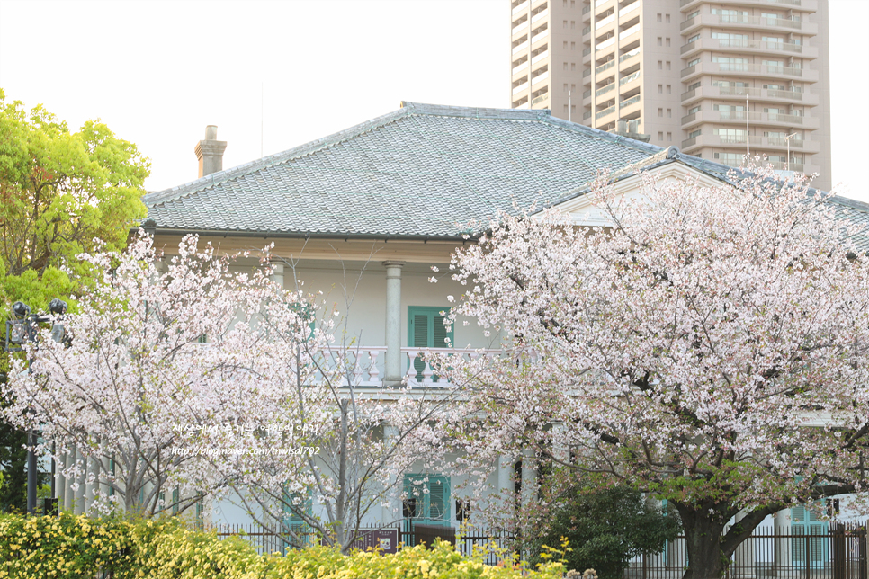오사카 벚꽃 개화시기 일본 벚꽃 명소 오사카성