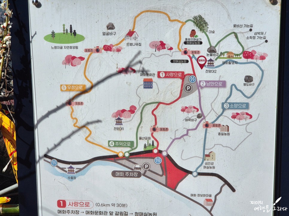 전남 광양 매화마을 가볼만한곳 매화축제 실시간 명소 주차장 개화시기