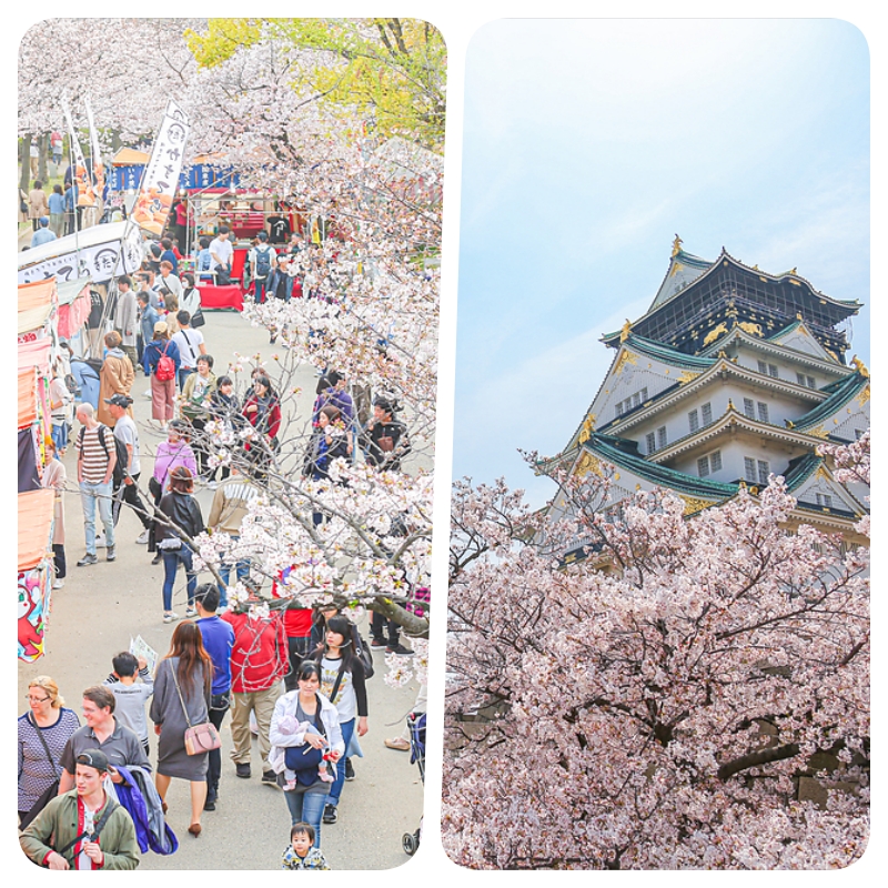 일본 오사카 벚꽃 명소 만개시기 산책로 일본여행 준비물