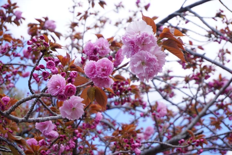 일본 오사카 벚꽃 여행 명소 & 오사카 여행 경비 TIP