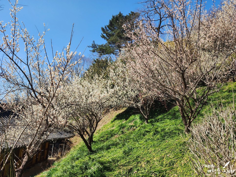 경남 하동 쌍계사 가볼만한곳 매화 개화시기 지리산 봄꽃 구경
