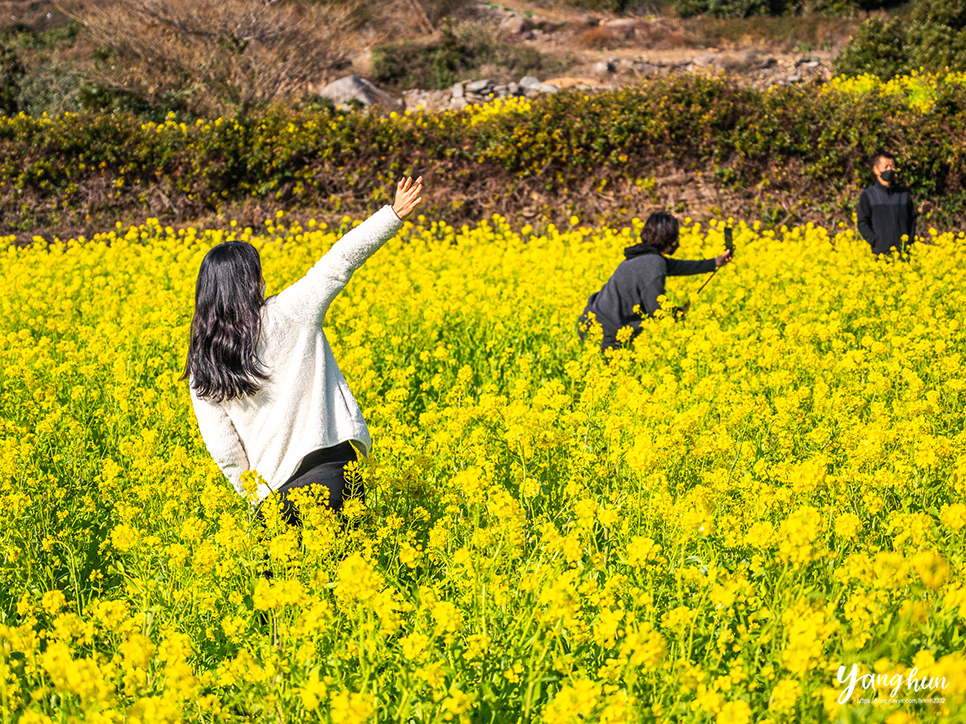 제주 산방산 유채꽃 제주 유채꽃 명소와 음식점