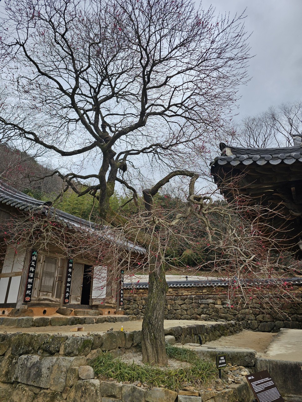 지리산 구례 화엄사 홍매화 실시간 개화상황