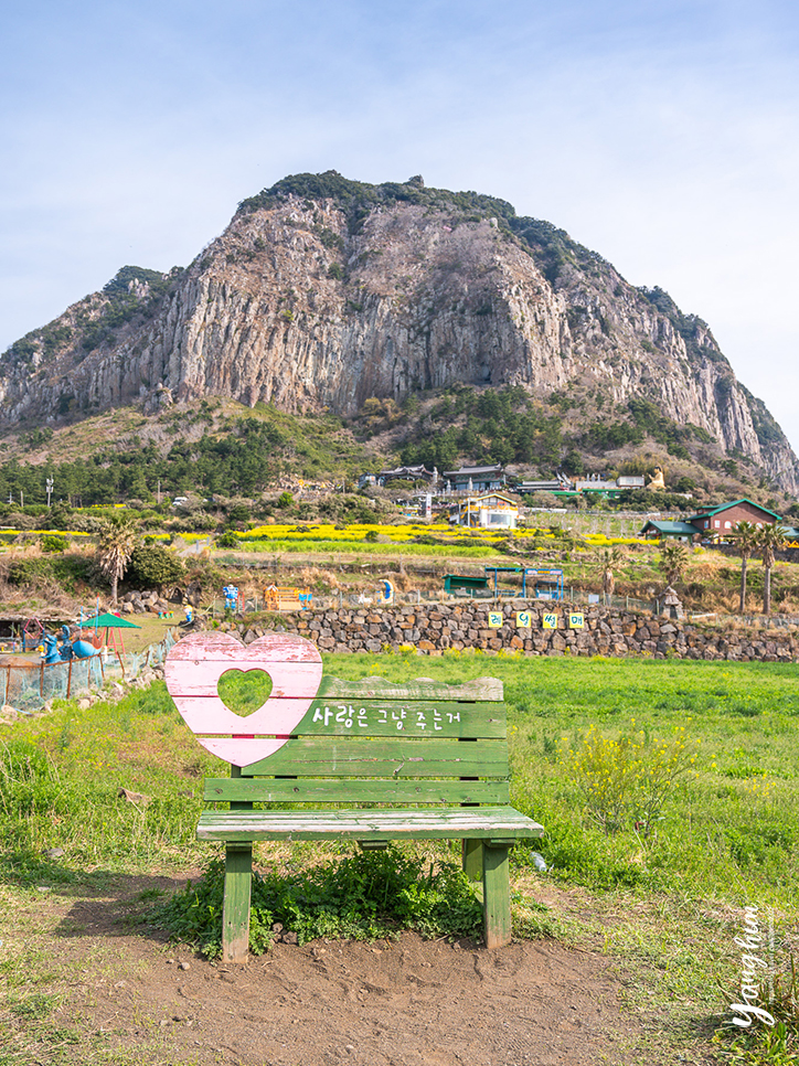 제주 산방산 유채꽃 제주 유채꽃 명소와 음식점