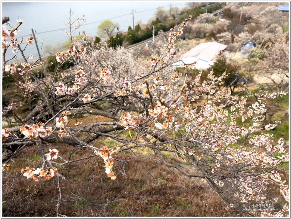 봄꽃축제 2024 양산 원동매화축제 개화상황 및 순매원 매화