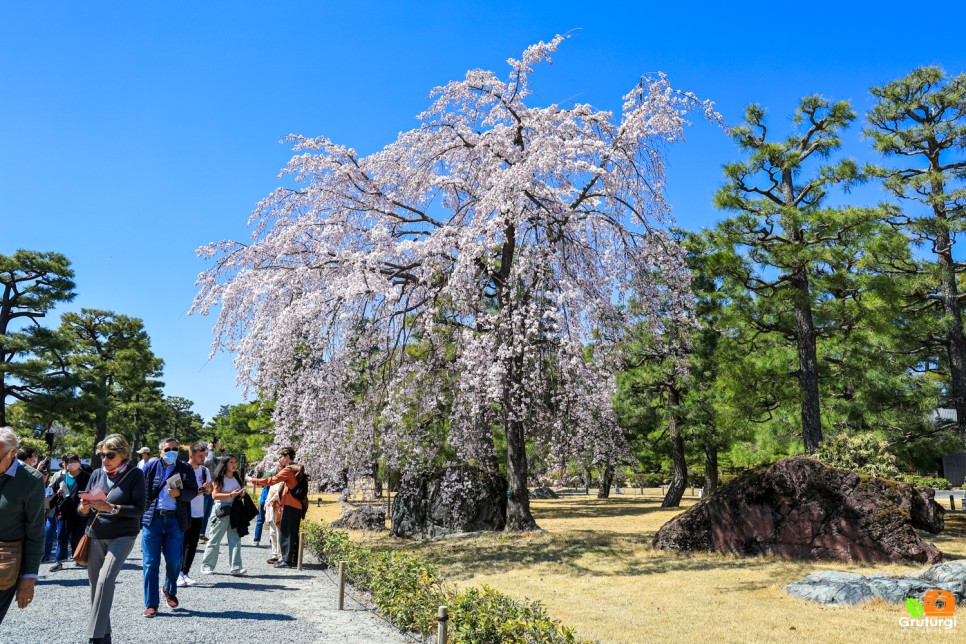일본 교토 가볼만한곳 니조성 일본 벚꽃 여행
