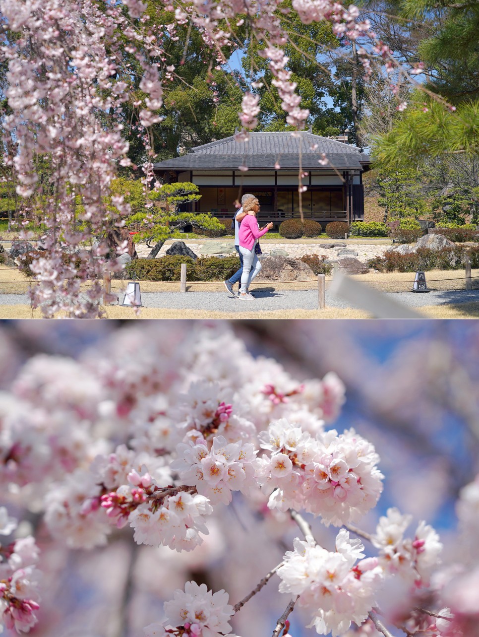 교토 벚꽃 개화시기 오사카에서 교토 당일치기 여행 동선 지도