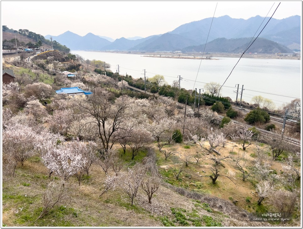봄꽃축제 2024 양산 원동매화축제 개화상황 및 순매원 매화