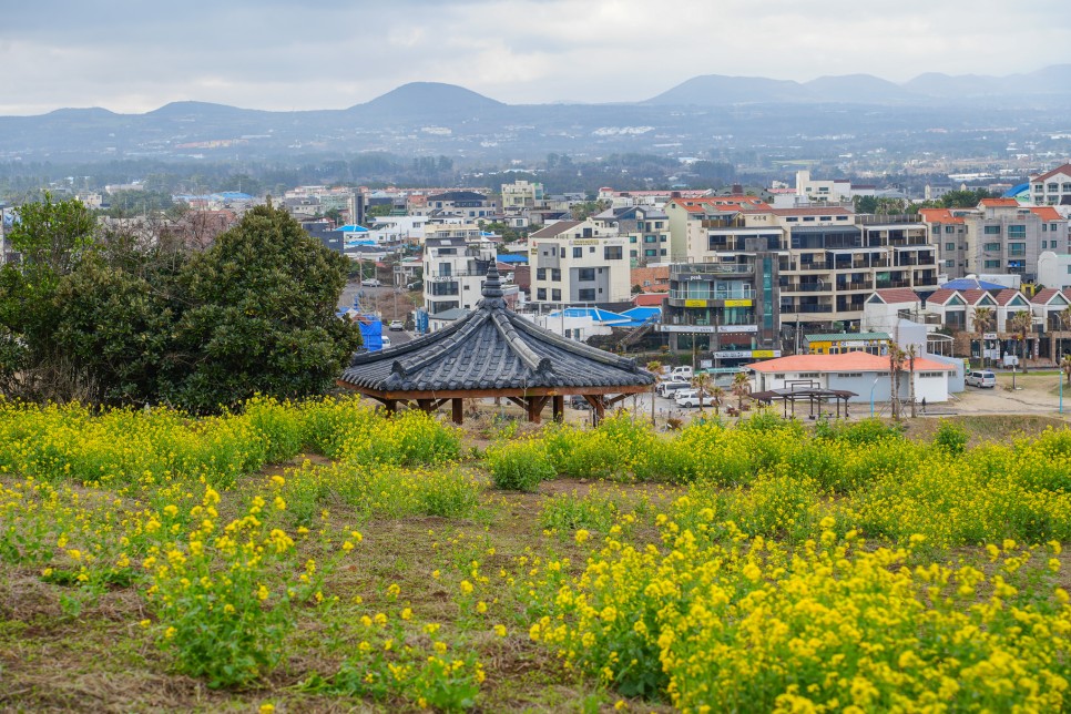 3월 제주 함덕 가볼만한곳 제주도올레길 추천 19코스 서우봉 유채꽃