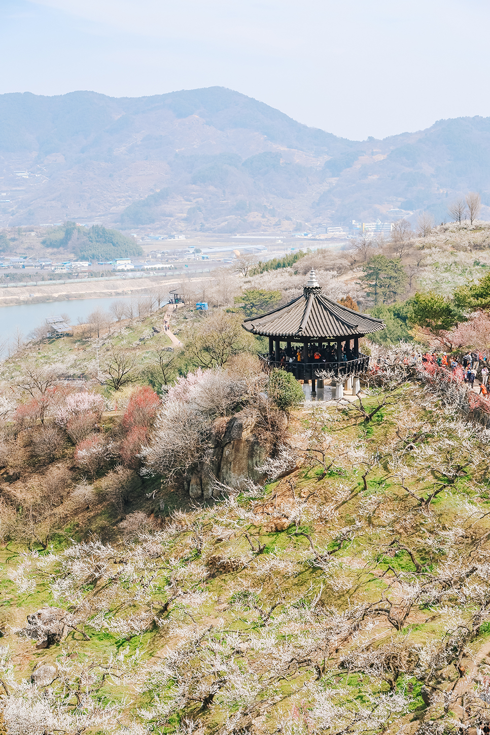 전남 3월 봄 꽃구경 광양매화축제 마을 개화시기 명소 실시간