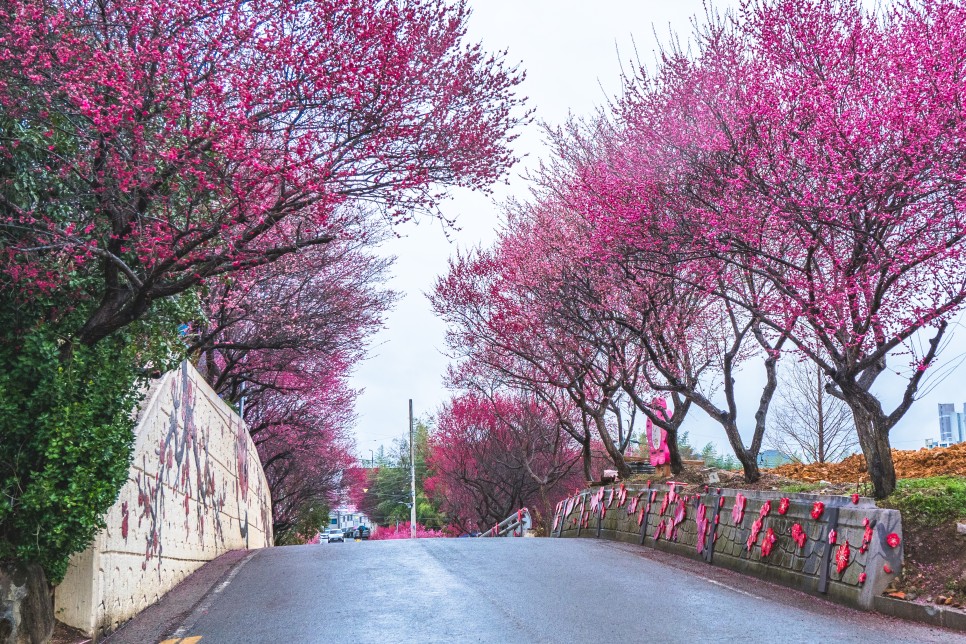 [봄맞이 나들이 장소 추천] 봄꽃 여행 니콘 미러리스 카메라 Z fc로 담는 여행 사진
