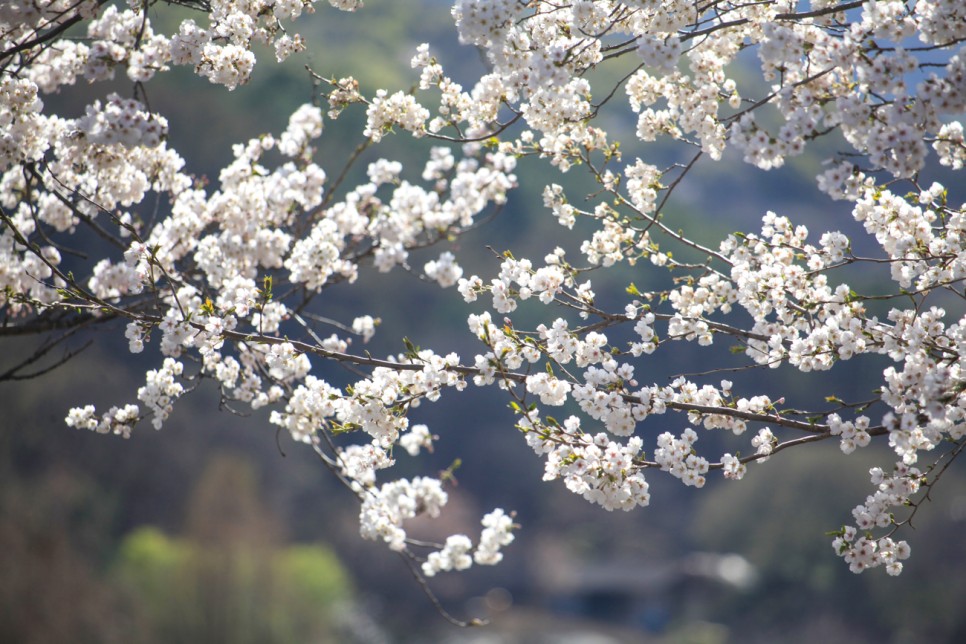 2024 제주 벚꽃 축제 가볼만한곳 전농로 애월읍 제주시 볼거리 여행