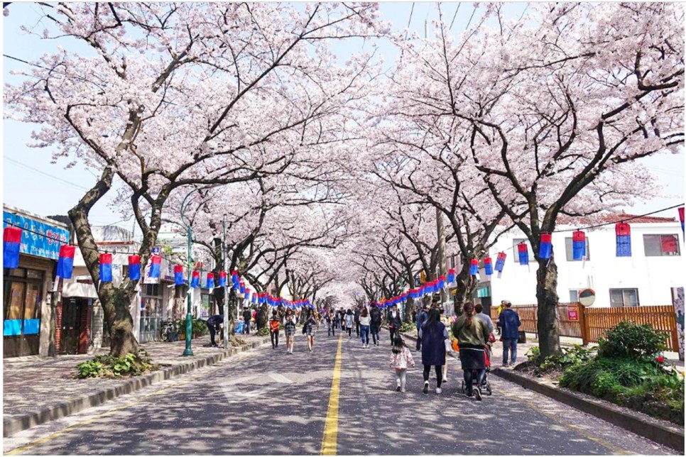 2024 제주 벚꽃 축제 가볼만한곳 전농로 애월읍 제주시 볼거리 여행
