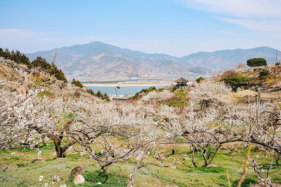 전남 3월 봄 꽃구경 광양매화축제 마을 개화시기 명소 실시간