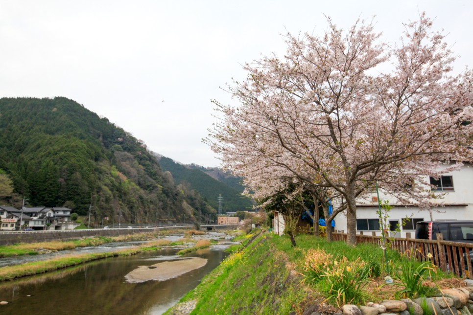 일본 렌트카 예약 비용 운전 일본소도시 오카야마 마니와시 벚꽃 여행