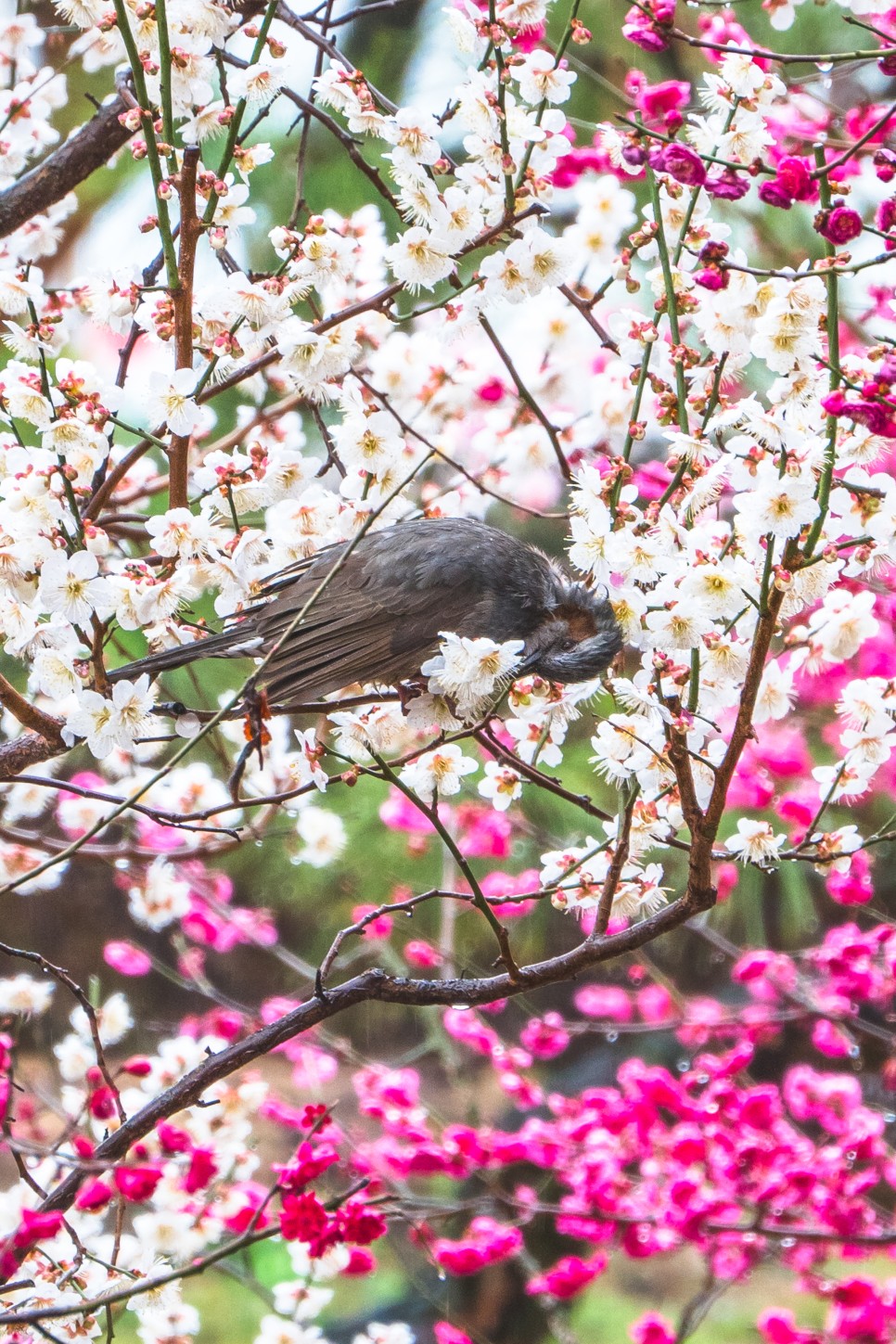 [봄맞이 나들이 장소 추천] 봄꽃 여행 니콘 미러리스 카메라 Z fc로 담는 여행 사진