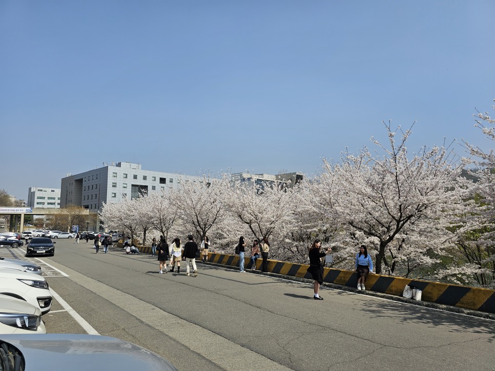 충남벚꽃 천안 벚꽃 명소  원성천 벚꽃길 각원사 단대호수공원 북면 벚꽃길 제발 북일고등학교는 가지 마세요!