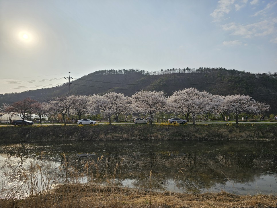 충남벚꽃 천안 벚꽃 명소  원성천 벚꽃길 각원사 단대호수공원 북면 벚꽃길 제발 북일고등학교는 가지 마세요!