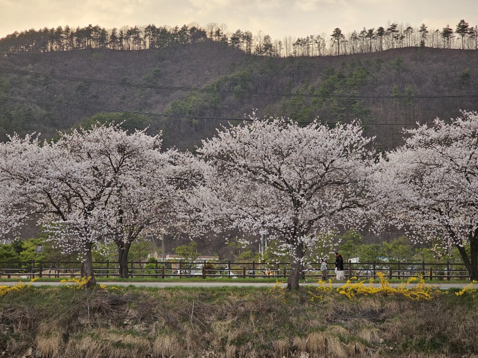 충남벚꽃 천안 벚꽃 명소  원성천 벚꽃길 각원사 단대호수공원 북면 벚꽃길 제발 북일고등학교는 가지 마세요!