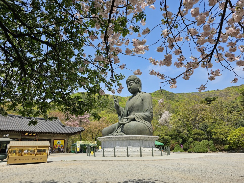 충남벚꽃 천안 벚꽃 명소  원성천 벚꽃길 각원사 단대호수공원 북면 벚꽃길 제발 북일고등학교는 가지 마세요!